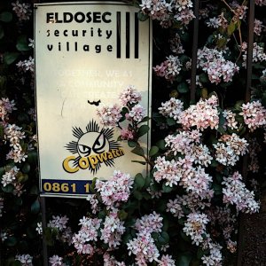 2020 Flower power.jpg