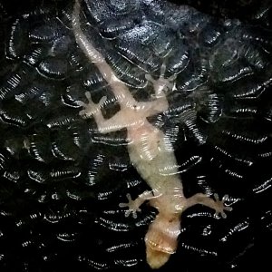 2020 Gecko on the other side (2).jpg