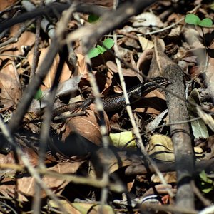 2020 Leaf litter lizard.JPG