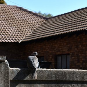 2020 Red-eyed dove DSC_0760b.JPG