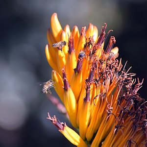 2021 Aloe flowers with bees (2).JPG