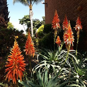 2021 Aloes in bloom.jpg