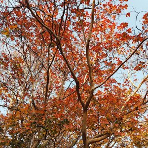 2021 Autumn leaves (2).jpg