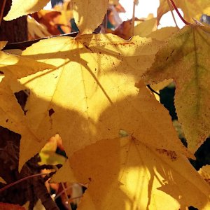 2021 Autumn leaves (6).jpg