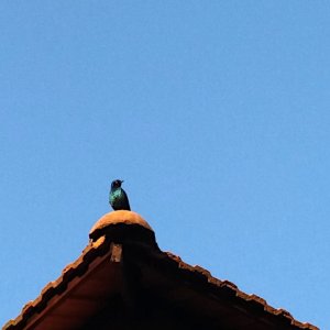 2021 Glossy starling.jpg