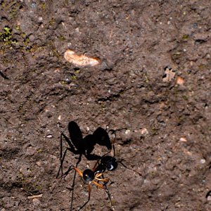 2022 Ant and shadow DSC_3952.JPG
