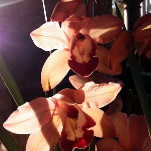 2022 Backlit orchids (2).jpg