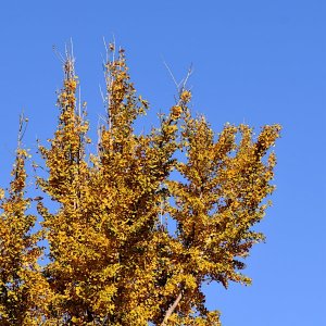 2022 Autumn aspen.JPG