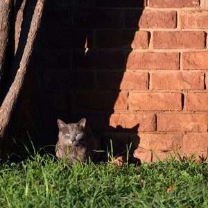 2022 Basking cat DSC_3926.JPG
