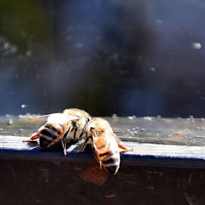 2022 Bees DSC_2274.JPG