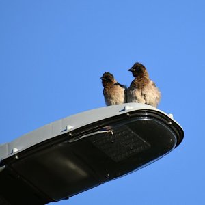 2022 Black-eyed bulbuls DSC_3937.JPG
