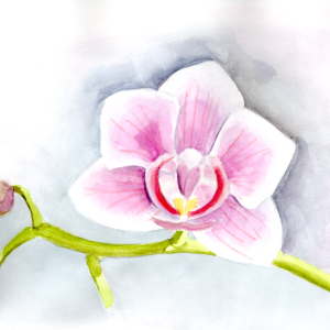 20260205Sk10 Orchid (WDE).png