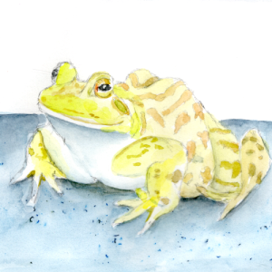 20260217Sk10 Frog (WDE).png