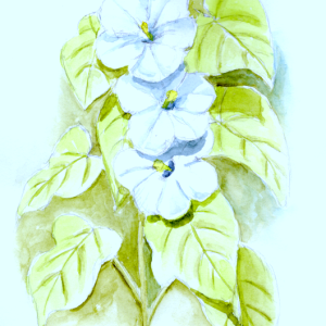 20260227Sk10 Wild Bindweed (WDE).png
