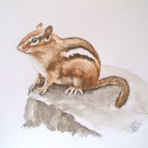 watercolorchipmunk.jpg