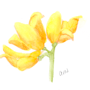 29260228Sk10 Yellow Wild Flower (PP).png