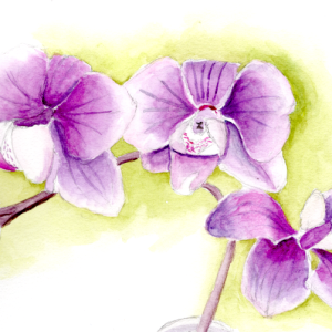 20260305Sk10b Maureen's Orchid (WDE).png