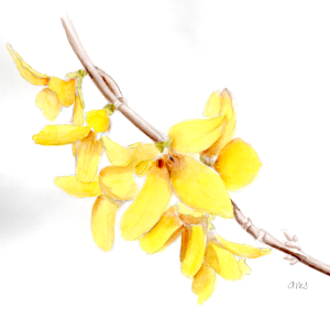 20260318Sk10 Forsythia (WDE).png