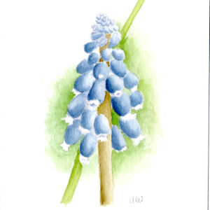 20260314 Grape Hyacinth (PP, 5x7 Arches).png