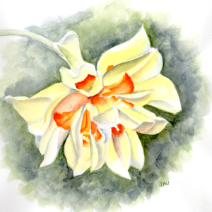 20260321Sk10 Double Daffodil (PP).png