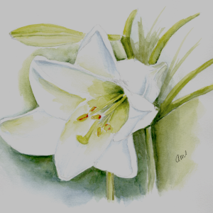 20260327Sk10 Lily (WDE).png