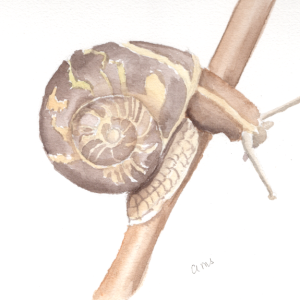 20260407Sk11 Snail (WDE).png