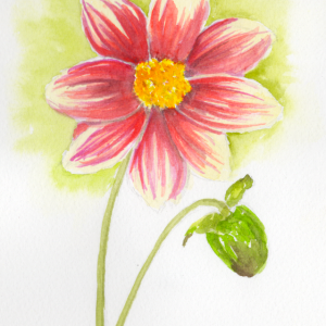 20260408Sk11 Dahlia (WDE).png