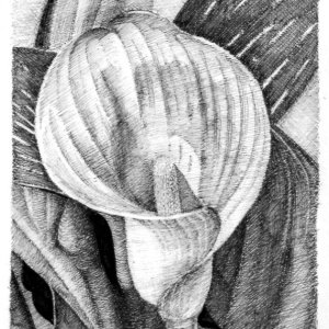 Calla Lily.jpg