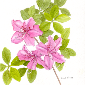 20260420 Azalea Blossoms (HWS Member Show).png