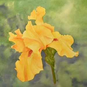 Iris.jpg