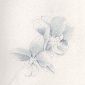 20260427 Orchid Underpainting (PP).jpg