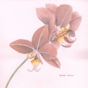 20260428 Orchid (PP).jpg