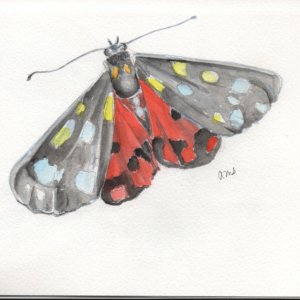 20260429Sk11 Moth (WDE).jpg