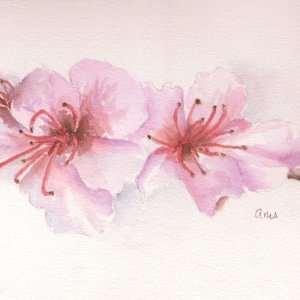 20260503Sk11 Cherry Blossoms (WDE).jpg