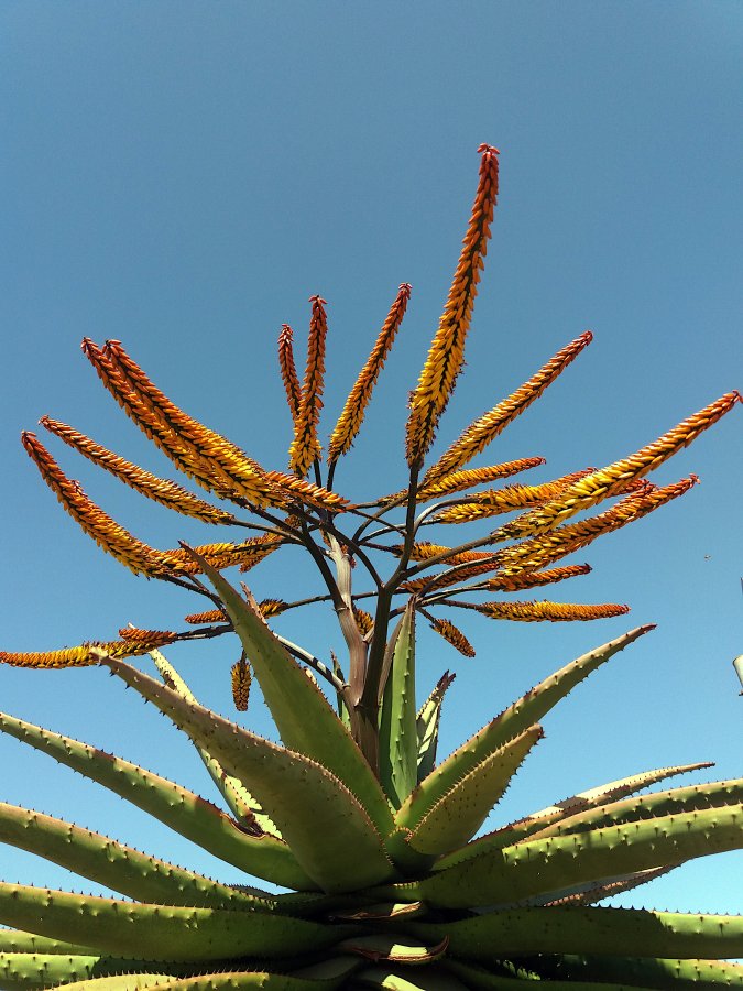 2020 Aloe against the sky.jpg