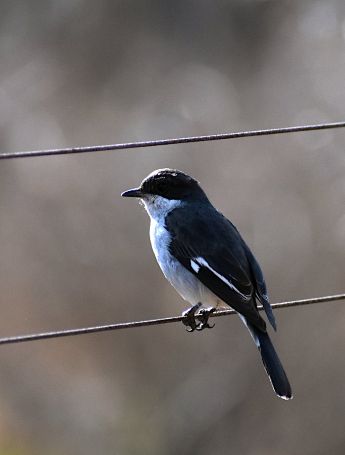 2020 Fiscal flycathcer DSC_0850.JPG