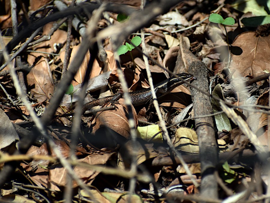 2020 Leaf litter lizard.JPG