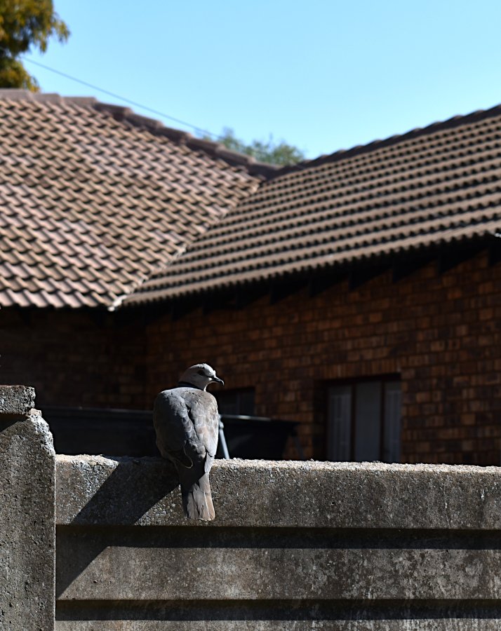 2020 Red-eyed dove DSC_0760b.JPG