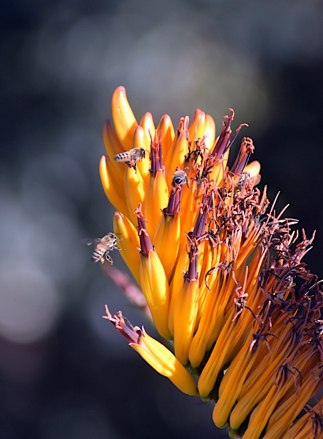 2021 Aloe flowers with bees (2).JPG