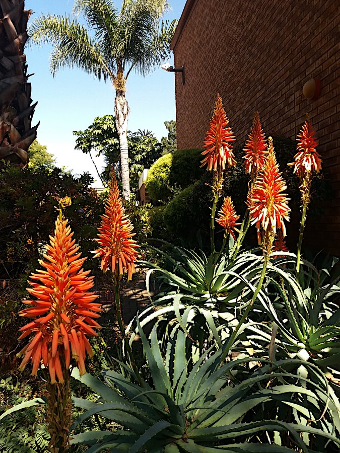 2021 Aloes in bloom.jpg