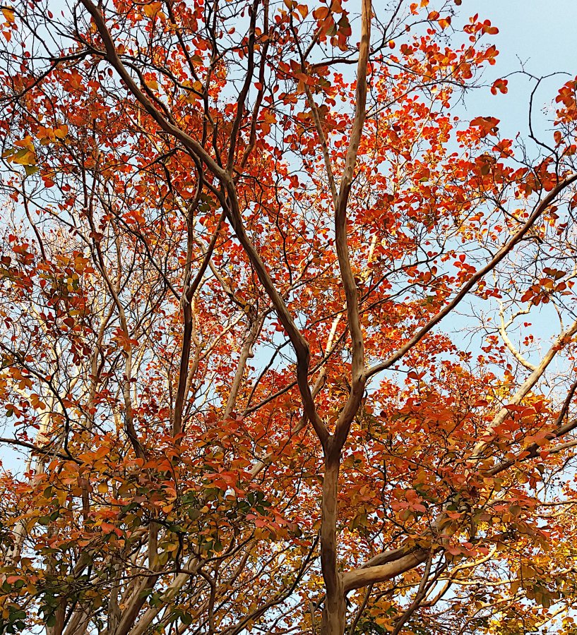 2021 Autumn leaves (2).jpg