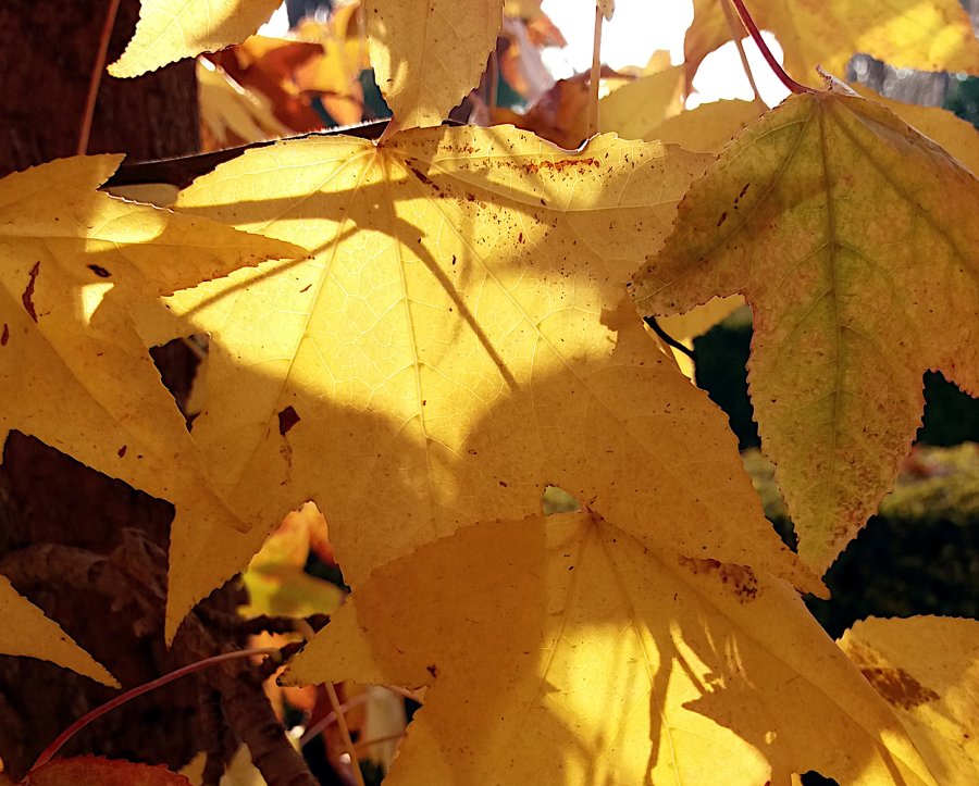 2021 Autumn leaves (6).jpg