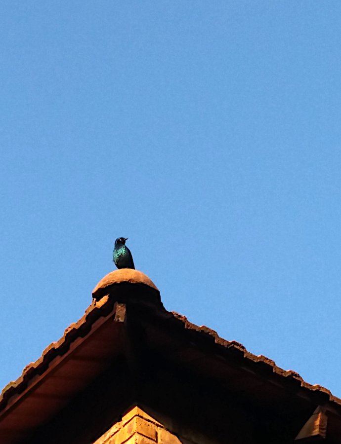 2021 Glossy starling.jpg