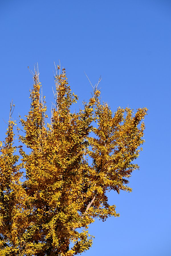 2022 Autumn aspen.JPG