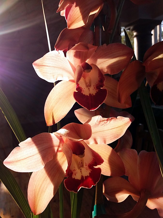 2022 Backlit orchids (2).jpg