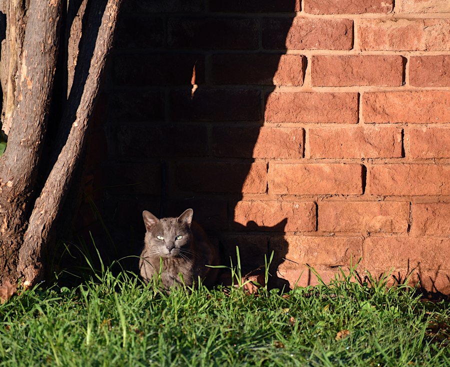 2022 Basking cat DSC_3926.JPG