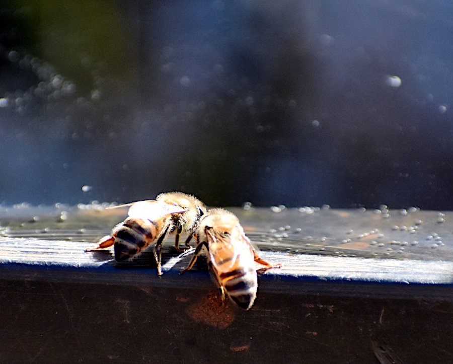 2022 Bees DSC_2274.JPG