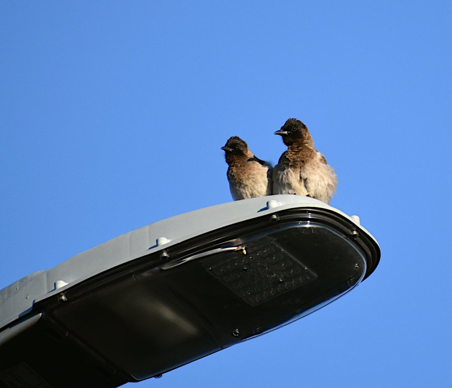 2022 Black-eyed bulbuls DSC_3937.JPG
