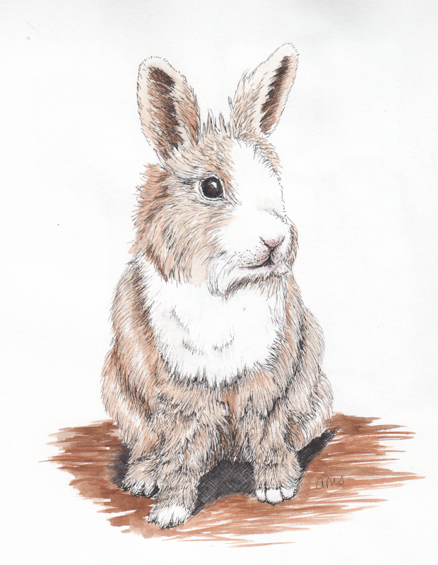 20230904Sk8 Bunny (Animal-Wildlife).png