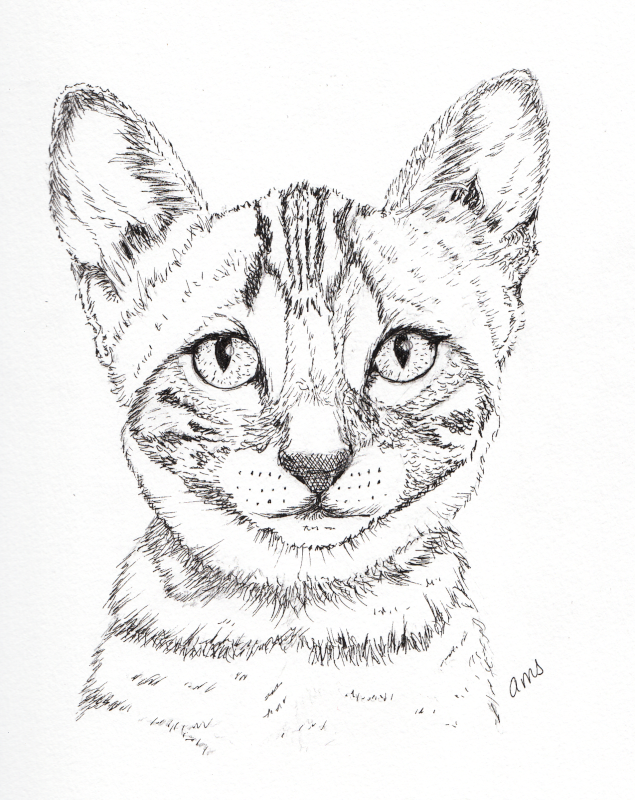 20230911Sk8 Wide-Eyed Cat (Ink).png